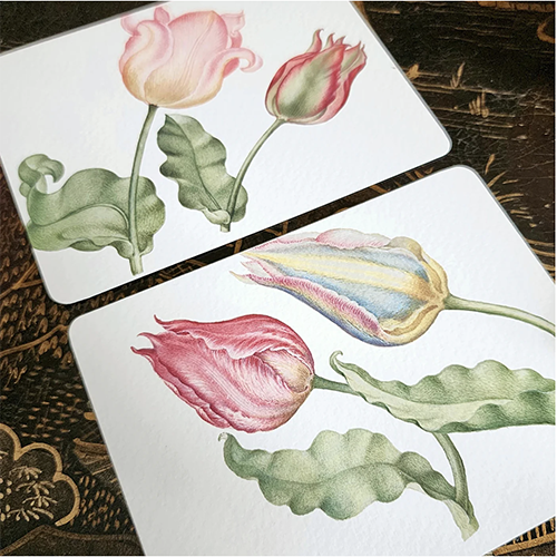 "Parrot Tulips" Note Cards