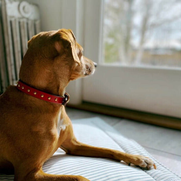 Dark Gray Small Dog Collar George Reeves