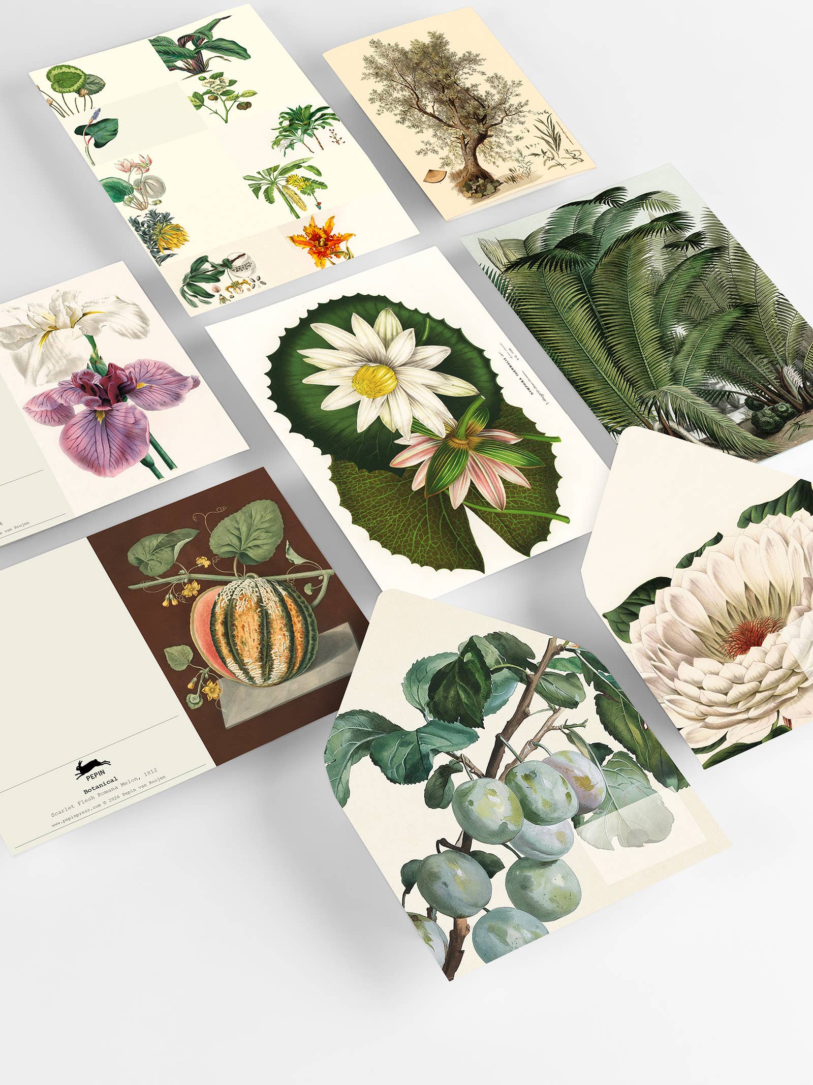 White Smoke Botanical Correspondence Set 100 Main
