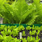 Herb, Flower, and Veggie Plant Markers