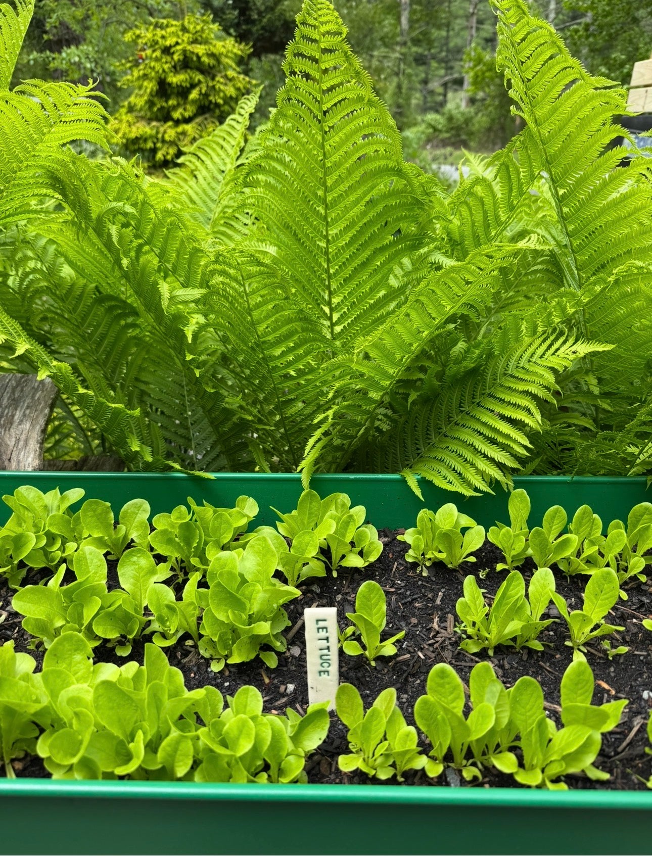 Herb, Flower, and Veggie Plant Markers