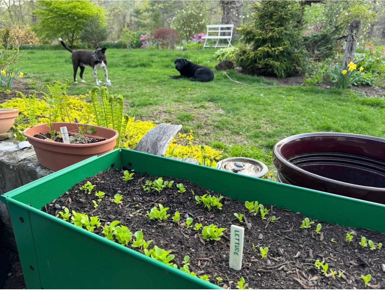 Herb, Flower, and Veggie Plant Markers