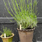 Herb, Flower, and Veggie Plant Markers