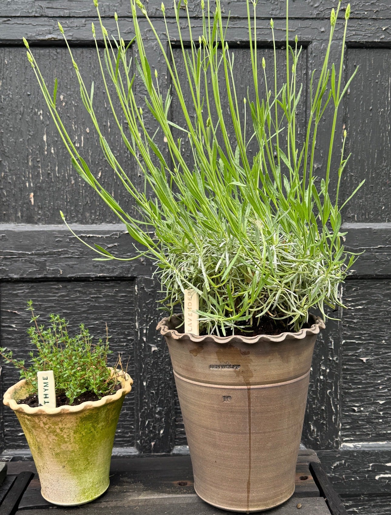 Herb, Flower, and Veggie Plant Markers