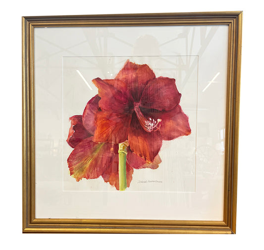 Amaryllis