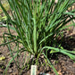 Herb, Flower, and Veggie Plant Markers