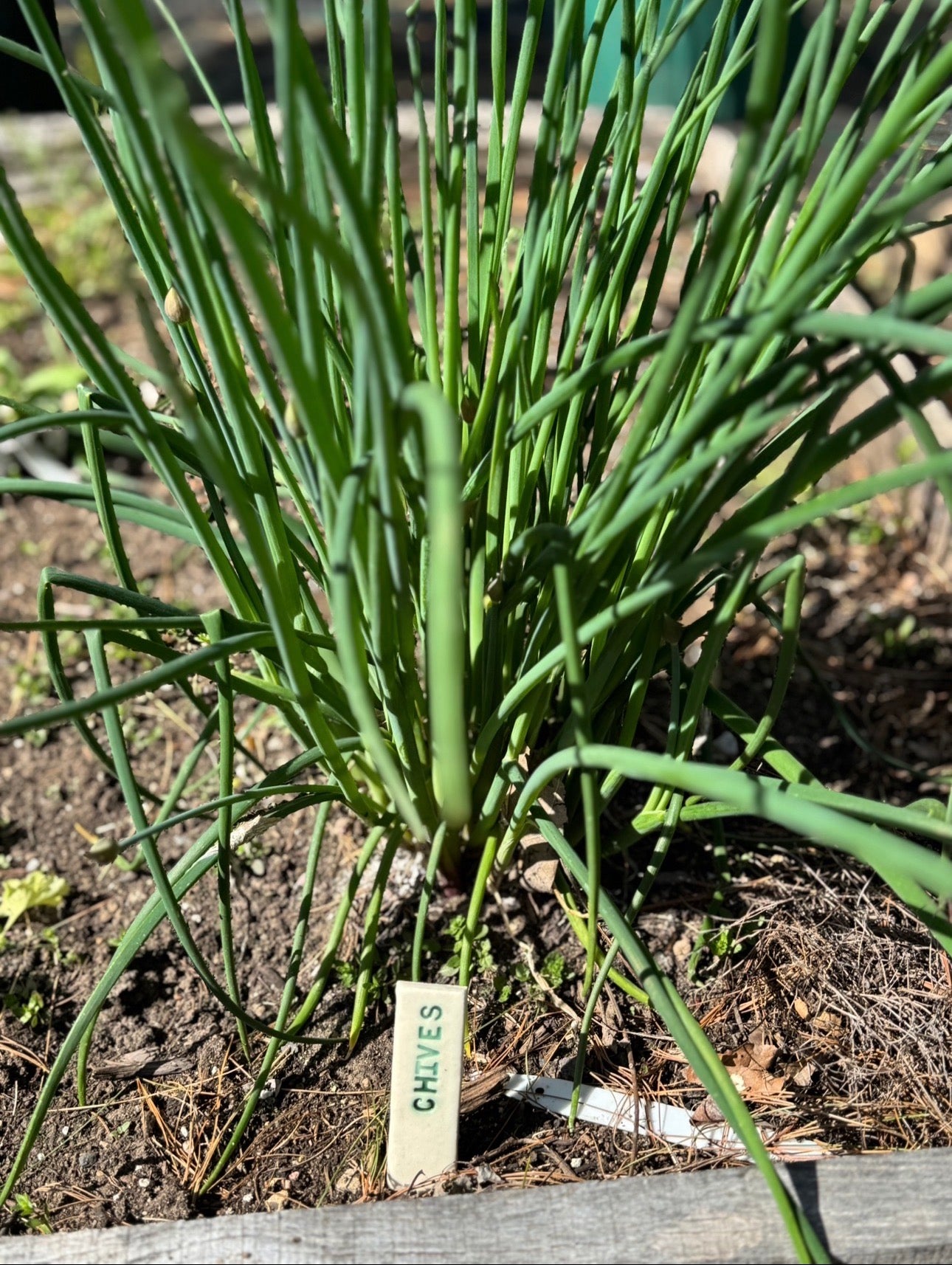 Herb, Flower, and Veggie Plant Markers