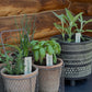 Herb, Flower, and Veggie Plant Markers