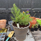 Herb, Flower, and Veggie Plant Markers