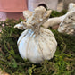 Medium Garlic Bulb