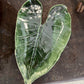 Dark Slate Gray Elephant Ear Platter River Road Ceramics