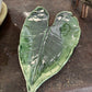 Dark Slate Gray Elephant Ear Platter River Road Ceramics