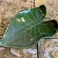Elephant Ear Trinket Tray