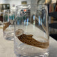 Etched Jellyfish Glass