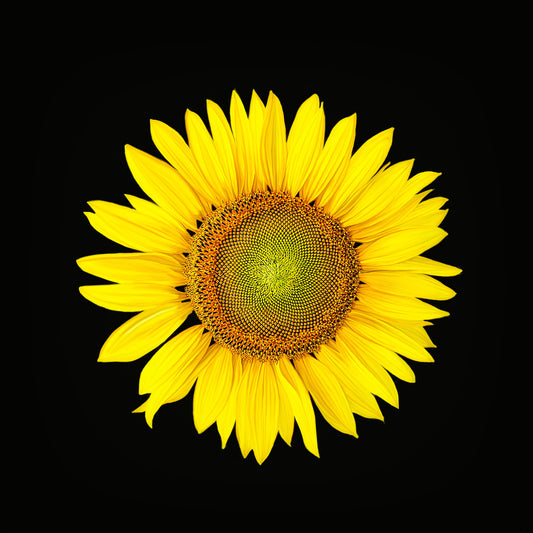 "The Sun"