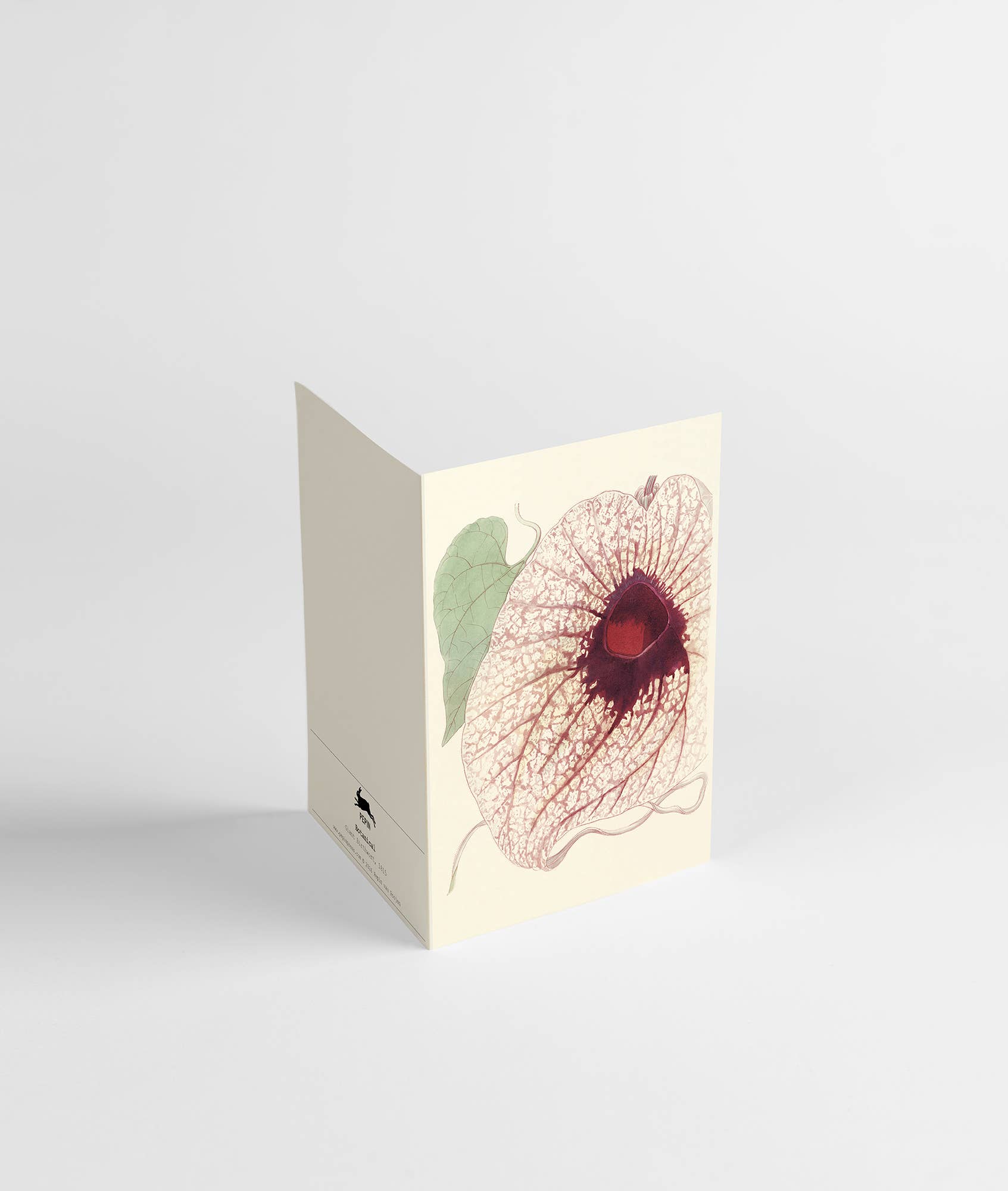 Light Gray Botanical Correspondence Set 100 Main